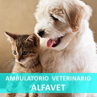 Ambulatorio Veterinario AlfaVet