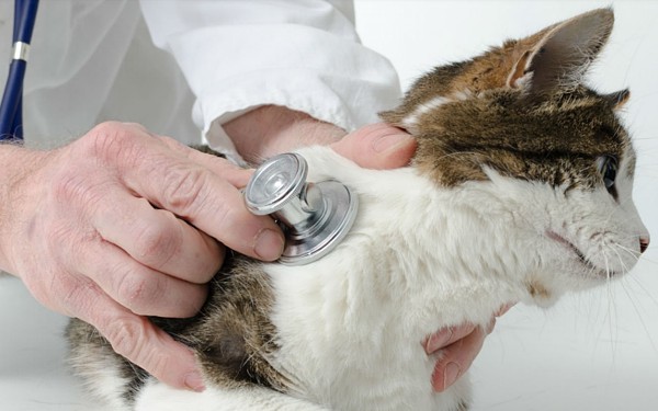 Ambulatorio Veterinario AlfaVet - Arzachena -  Tel. 078982197