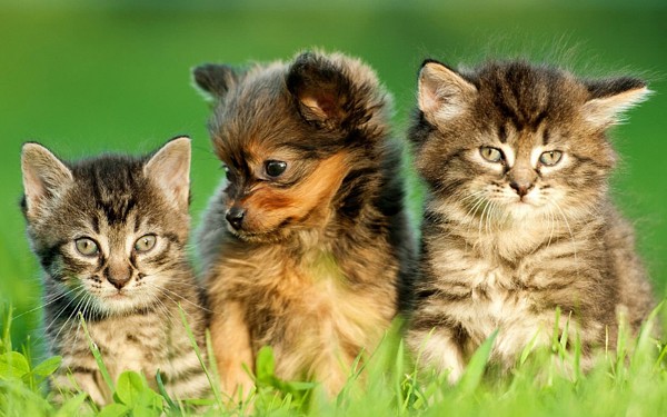 Ambulatorio Veterinario AlfaVet - Arzachena -  Tel. 078982197