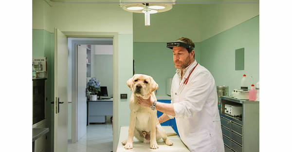 Ambulatorio Medico Veterinario Turchetto - Altopascio (Lucca) -  Tel. 0583278649 - Dott. Giulio Massart e Dott.ssa Ilaria Mari - Visita Veterinaria Cane - Veterinario Consigliato da TuttoCani.it