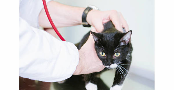 Ambulatorio Medico Veterinario Turchetto - Altopascio (Lucca) -  Tel. 0583278649 - Dott. Giulio Massart e Dott.ssa Ilaria Mari - Visita Veterinaria Gatto - Veterinario Consigliato da TuttoCani.it