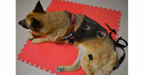 Studio Veterinario FISIOVET Massa e Cozzile di Montecatini Terme (Pistoia) - Centro riabilitazione Cani - Elettroterapia Cani
