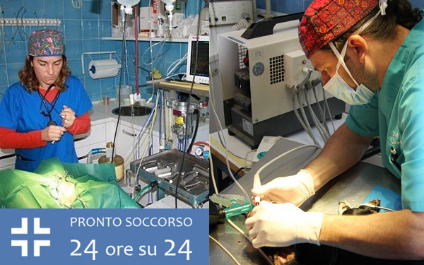 Ospedale Veterinario Ardenza (LIVORNO) - Tel. 0586504403 - Associazione Professionale Veterinaria Ardenza